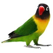 Střední papoušek