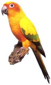Střední papoušek